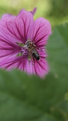 Apis mellifera