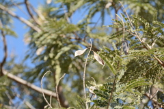 Peltophorum africanum