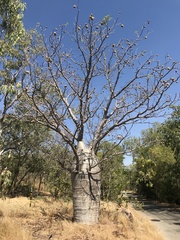 Adansonia gregorii