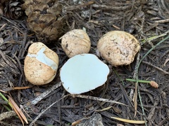 Rhizopogon subsalmonius