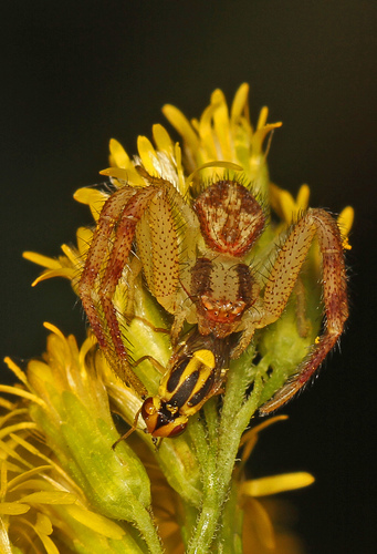 Northern Crab Spider