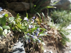 Polygala alpina