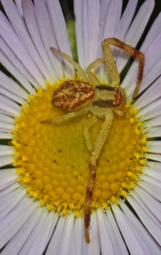 Northern Crab Spider