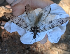 Dysmicohermes disjunctus