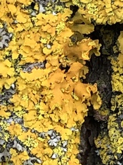 Xanthomendoza fallax