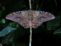 Image of Ascalapha odorata