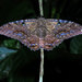 Ascalapha odorata - Photo (c) Katja Schulz，保留部份權利CC BY