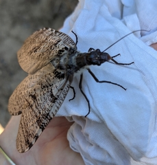 Dysmicohermes disjunctus