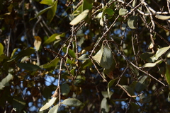 Agelanthus natalitius