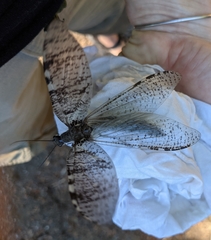 Dysmicohermes disjunctus