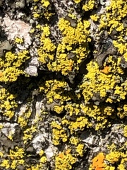 Candelaria concolor
