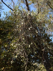 Agelanthus natalitius