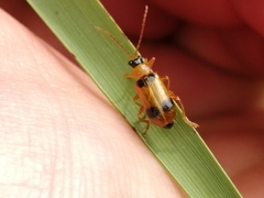 Phyllobrotica quadrimaculata
