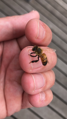 Apis mellifera