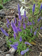 Veronica spicata bashkiriensis