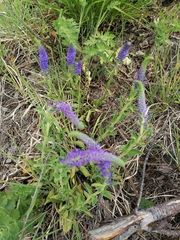 Veronica spicata bashkiriensis