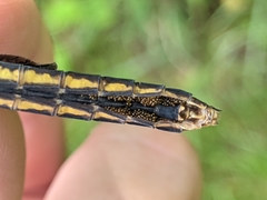 Arrenurus