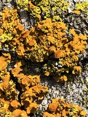 Xanthomendoza fallax