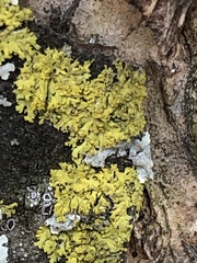 Candelaria concolor