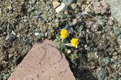 Packera ogotorukensis