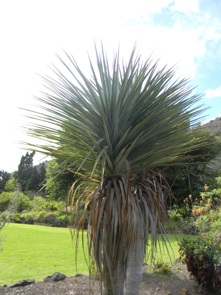 Dracaena tamaranae