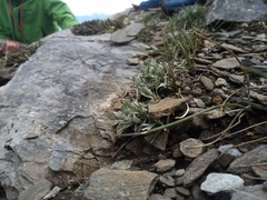 Artemisia umbelliformis