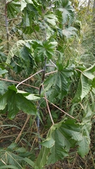 Ricinus communis