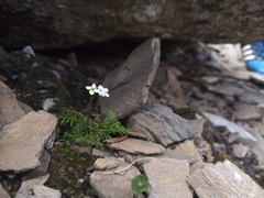Cardamine resedifolia