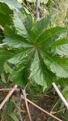 Ricinus communis