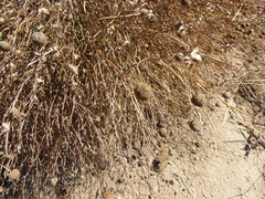 Oncosiphon pilulifer