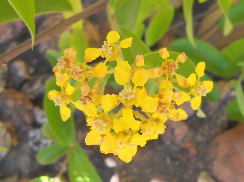 Niedenzuella multiglandulosa