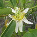 Passiflora rhamnifolia - Photo (c) Lucas C. Marinho, alguns direitos reservados (CC BY-NC), uploaded by Lucas C. Marinho