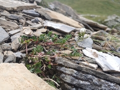 Astragalus alpinus