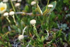 Antennaria monocephala