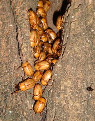 Cyclocephala putrida