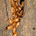 Cyclocephala putrida - Photo (c) Nicolas Olejnik, some rights reserved (CC BY-NC), uploaded by Nicolas Olejnik