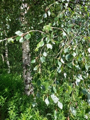 Betula pubescens