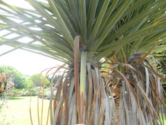 Dracaena tamaranae