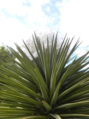 Dracaena tamaranae