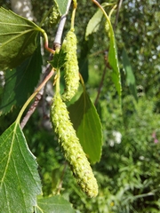 Betula pubescens