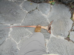 Dracaena tamaranae