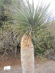 Dracaena tamaranae