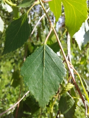 Betula pubescens