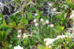 Antennaria monocephala