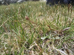 Plantago monosperma