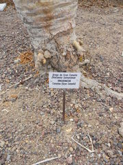 Dracaena tamaranae