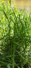 Paspalum