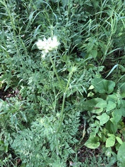Daucus carota