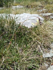 Luzula spicata