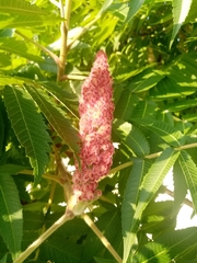 Rhus typhina
